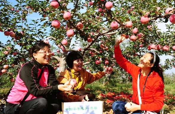 游客在自家果园采摘苹果